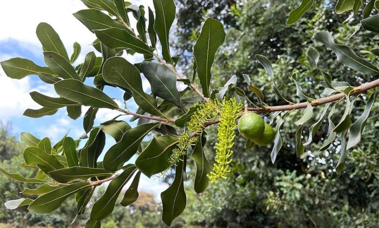 Pamoja sustainable macadamia